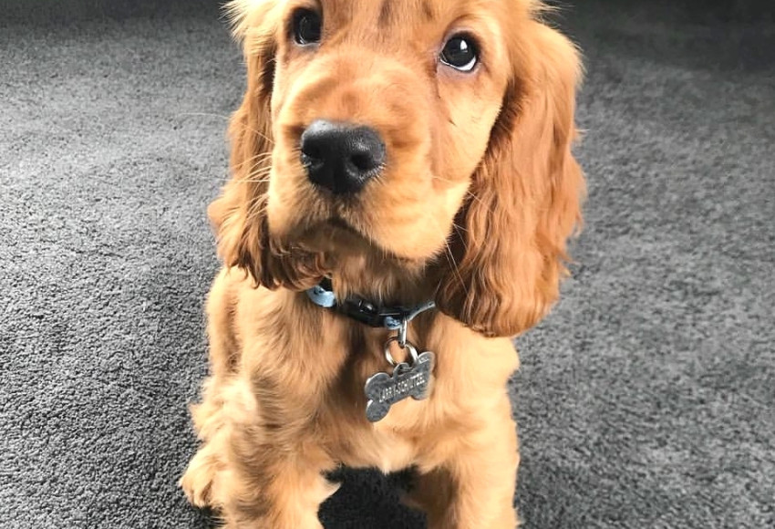 cockerspaniel