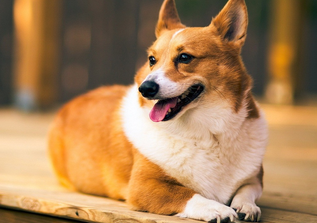 corgi