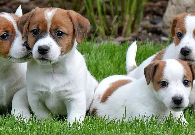 jackrusselterrier